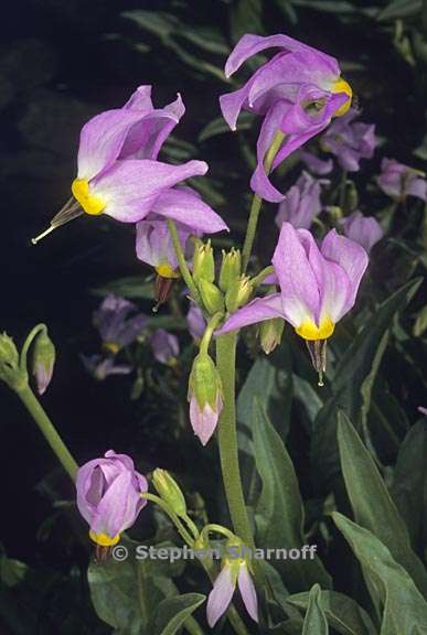 primula fragrans 6 graphic